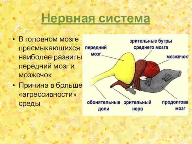 Нервная система: В головном мозге пресмыкающихся наиболее развиты передний мозг