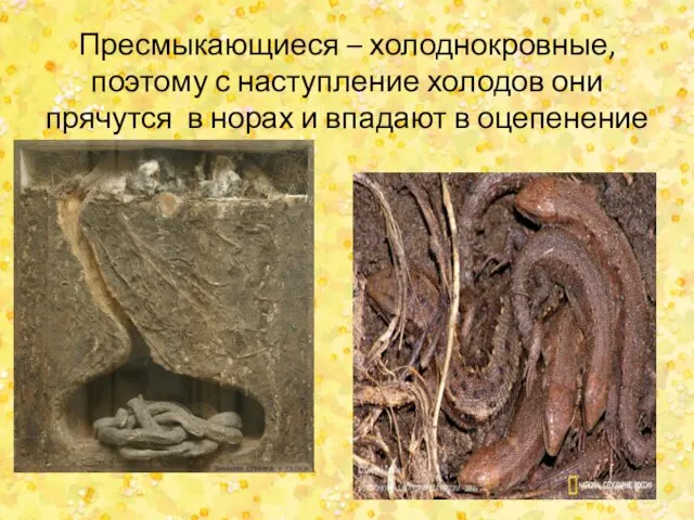 Пресмыкающиеся – холоднокровные, поэтому с наступление холодов они прячутся в норах и впадают в оцепенение