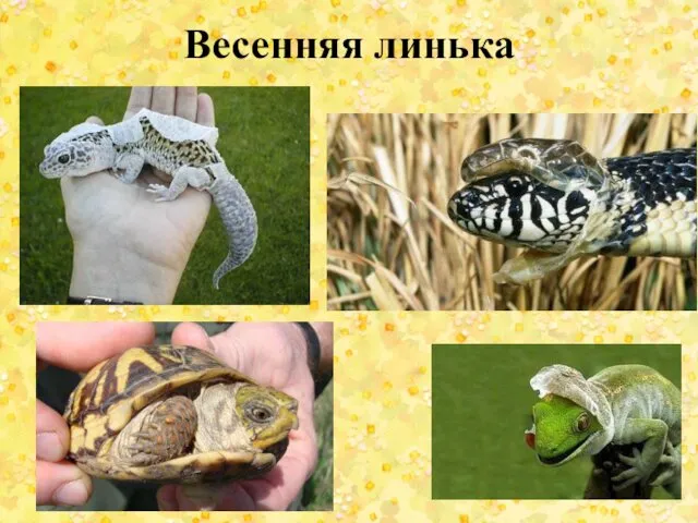 Весенняя линька