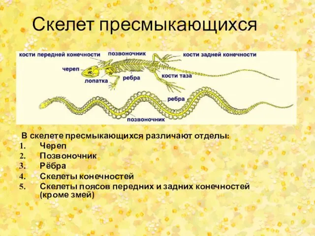 Скелет пресмыкающихся В скелете пресмыкающихся различают отделы: Череп Позвоночник Рёбра