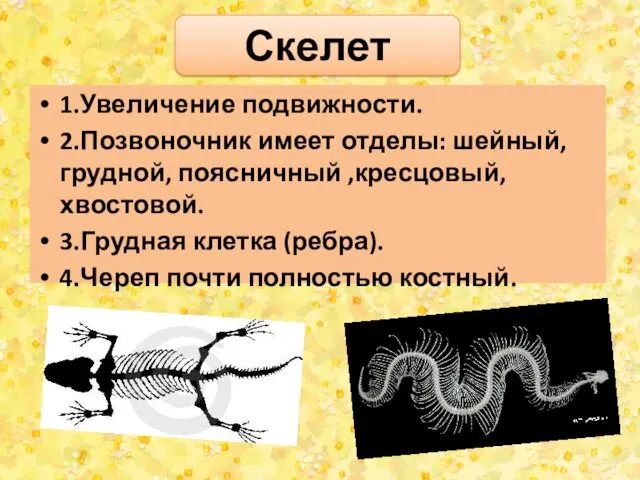 Скелет 1.Увеличение подвижности. 2.Позвоночник имеет отделы: шейный, грудной, поясничный ,кресцовый,