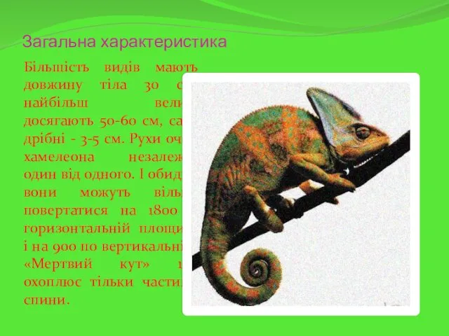 Загальна характеристика Більшість видів мають довжину тіла 30 см, найбільш