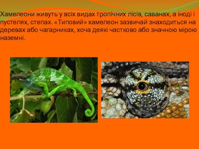 Хамелеони живуть у всіх видах тропічних лісів, саванах, а іноді