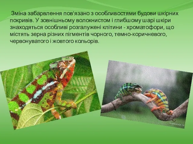 Зміна забарвлення пов'язано з особливостями будови шкірних покривів. У зовнішньому