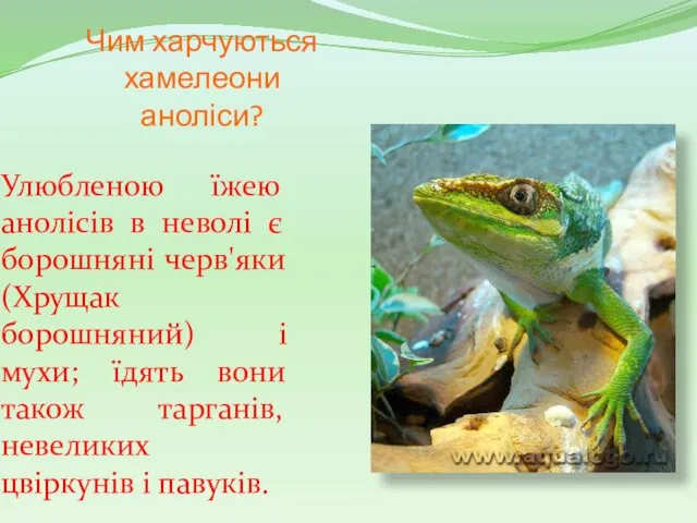 Чим харчуються хамелеони аноліси? Улюбленою їжею анолісів в неволі є