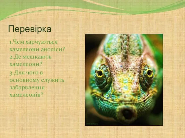 Перевірка 1.Чем харчуються хамелеони аноліси? 2.Де мешкають хамелеони? 3.Для чого в основному служить забарвлення хамелеонів?