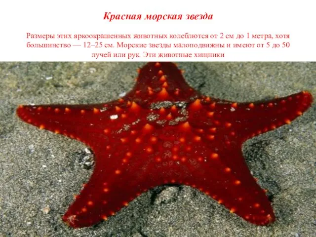 Красная морская звезда Размеры этих яркоокрашенных животных колеблются от 2 см до 1