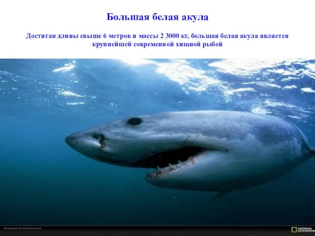 Большая белая акула Достигая длины свыше 6 метров и массы 2 3000 кг,