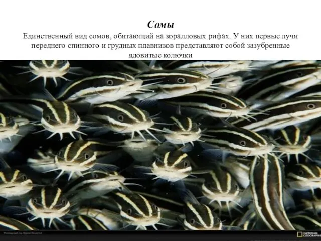 Сомы Единственный вид сомов, обитающий на коралловых рифах. У них первые лучи переднего