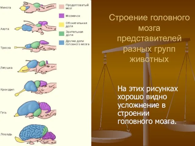 Строение головного мозга представителей разных групп животных На этих рисунках хорошо видно усложнение