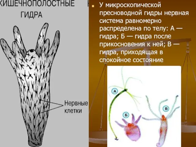 У микроскопической пресноводной гидры нервная система равномерно распределена по телу: