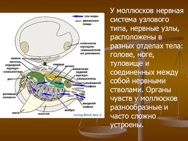 У моллюсков нервная система узлового типа, нервные узлы, расположены в разных отделах тела: