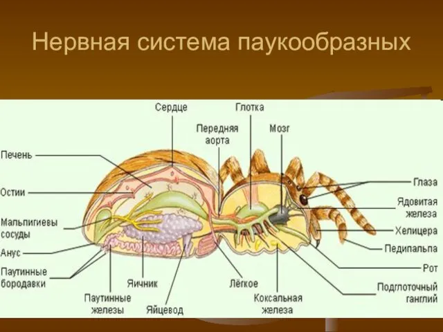 Нервная система паукообразных