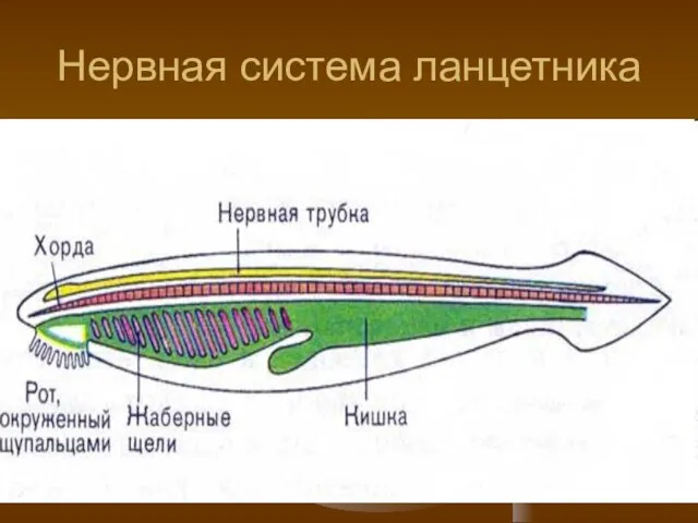 Нервная система ланцетника