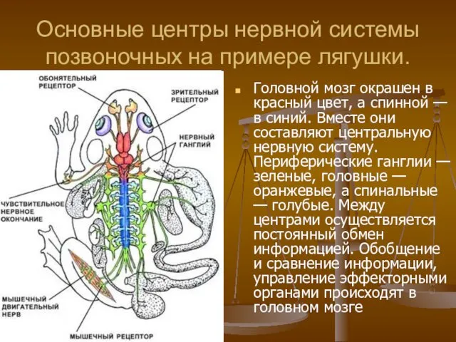 Основные центры нервной системы позвоночных на примере лягушки. Головной мозг