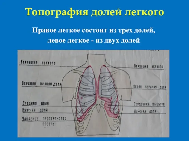 Топография долей легкого Правое легкое состоит из трех долей, левое легкое - из двух долей