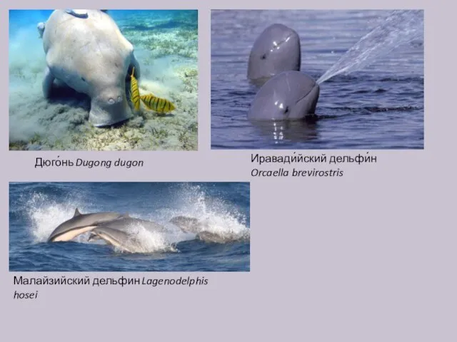 Дюго́нь Dugong dugon Иравади́йский дельфи́н Orcaella brevirostris Малайзийский дельфин Lagenodelphis hosei