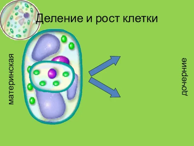 Деление и рост клетки материнская дочерние