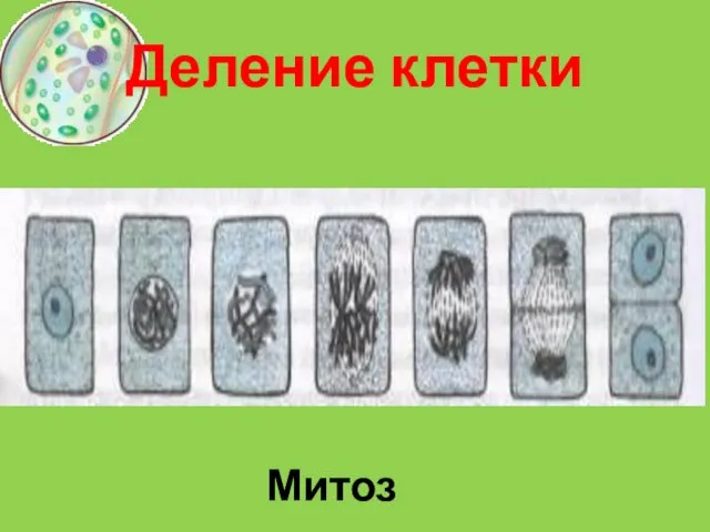 Деление клетки Митоз