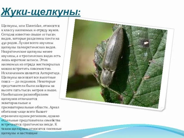 Жуки-щелкуны: Щелкуны, или Elateridae, относятся к классу насекомых и отряду