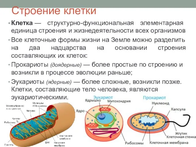 Строение клетки Клетка — структурно-функциональная элементарная единица строения и жизнедеятельности