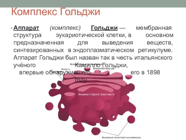 Комплекс Гольджи Аппарат (комплекс) Гольджи — мембранная структура эукариотической клетки,