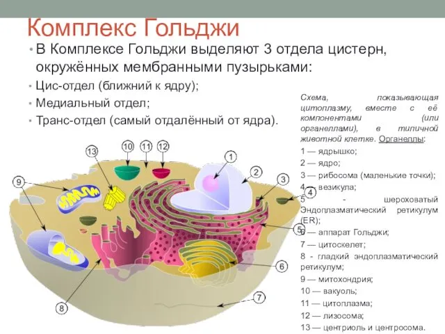 Комплекс Гольджи В Комплексе Гольджи выделяют 3 отдела цистерн, окружённых