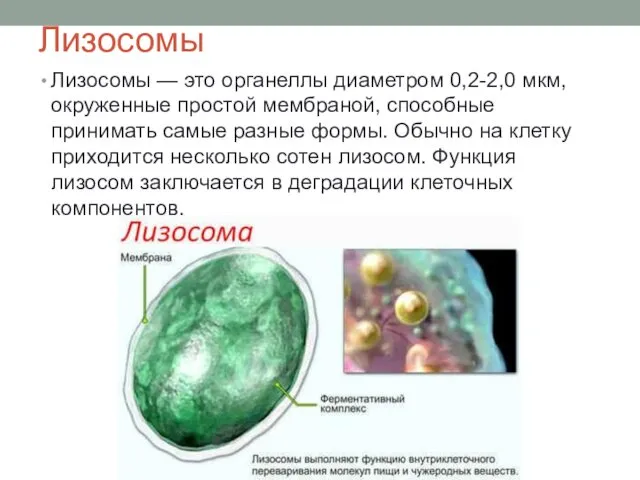 Лизосомы Лизосомы — это органеллы диаметром 0,2-2,0 мкм, окруженные простой