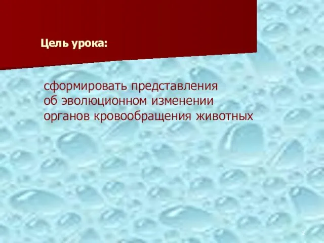 сформировать представления об эволюционном изменении органов кровообращения животных Цель урока: