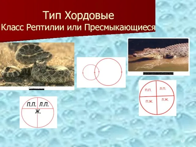 Тип Хордовые Класс Рептилии или Пресмыкающиеся