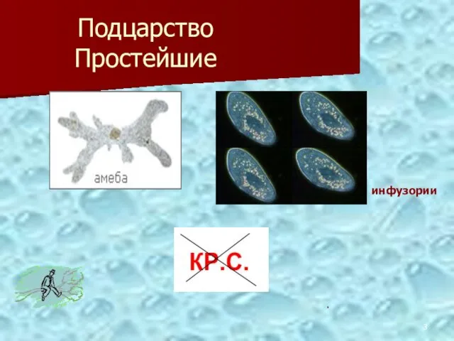 Подцарство Простейшие инфузории .