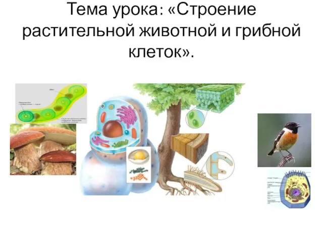 Тема урока: «Строение растительной животной и грибной клеток».