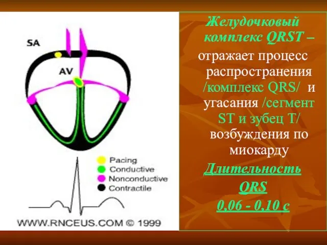 Желудочковый комплекс QRST – отражает процесс распространения /комплекс QRS/ и