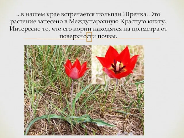 ...в нашем крае встречается тюльпан Шренка. Это растение занесено в Международную Красную книгу.