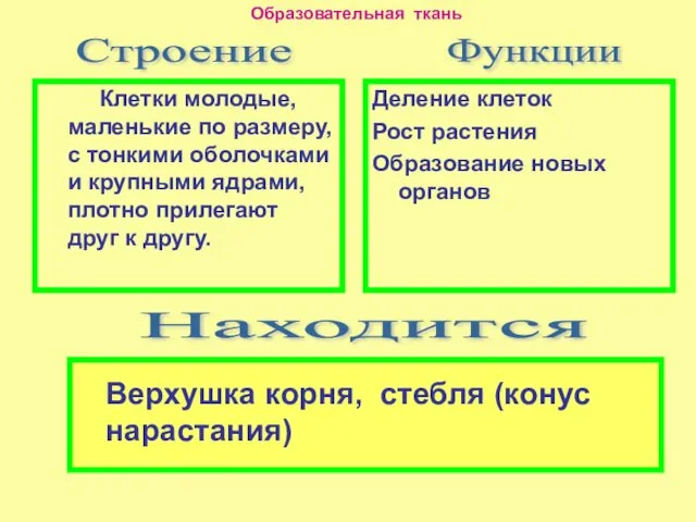 Клетки молодые, маленькие по размеру, с тонкими оболочками и крупными