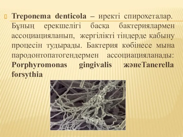 Treponema denticola – иректі спирохеталар. Бұның ерекшелігі басқа бактериялармен ассоциацияланып,