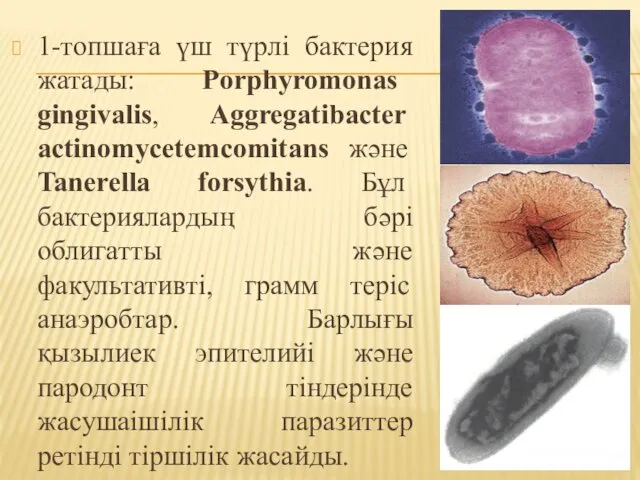 1-топшаға үш түрлі бактерия жатады: Porphyromonas gingivalis, Aggregatibacter actinomycetemcomitans және