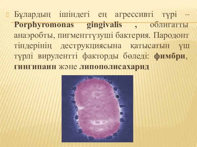 Бұлардың ішіндегі ең агрессивті түрі – Porphyromonas gingivalis , облигатты анаэробты, пигменттүзуші бактерия.