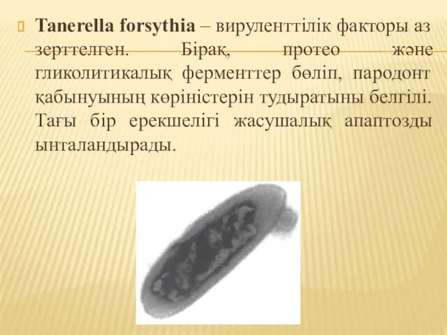 Tanerella forsythia – вируленттілік факторы аз зерттелген. Бірақ, протео және гликолитикалық ферменттер бөліп,