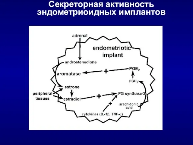 Секреторная активность эндометриоидных имплантов