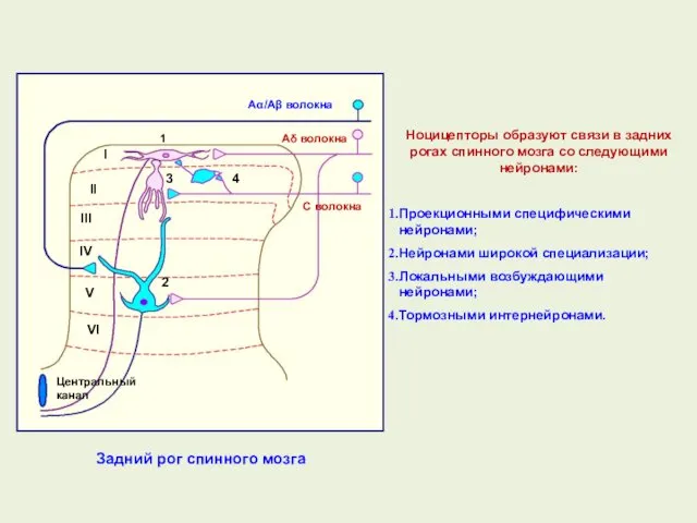 Ноцицепторы образуют связи в задних рогах спинного мозга со следующими нейронами: Проекционными специфическими