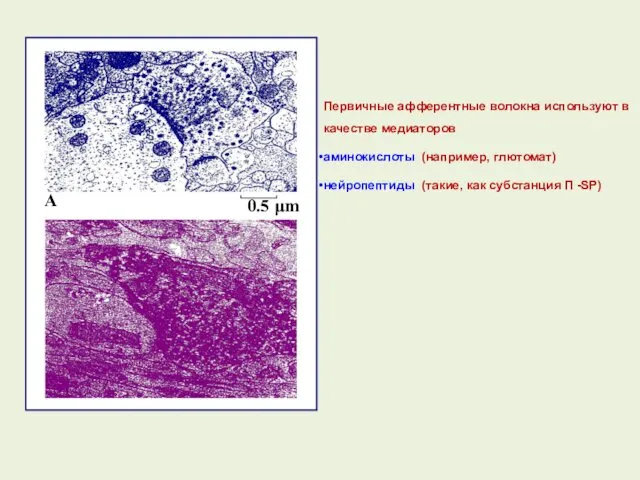 Первичные афферентные волокна используют в качестве медиаторов аминокислоты (например, глютомат) нейропептиды (такие, как субстанция П -SP)