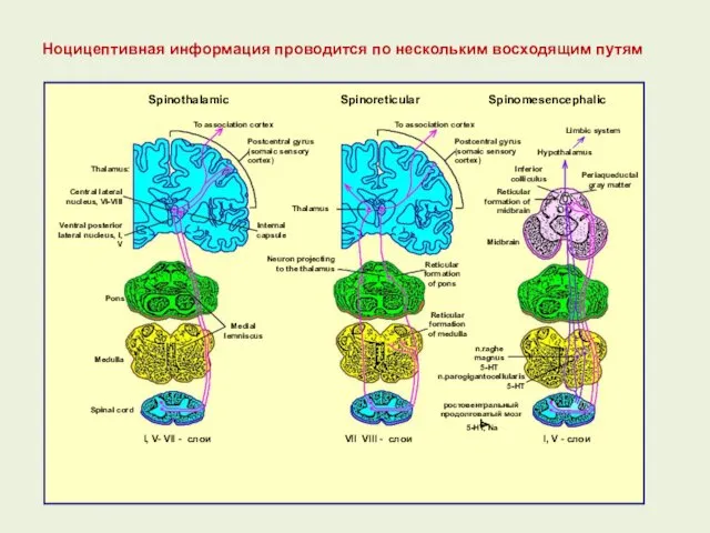 Ноцицептивная информация проводится по нескольким восходящим путям