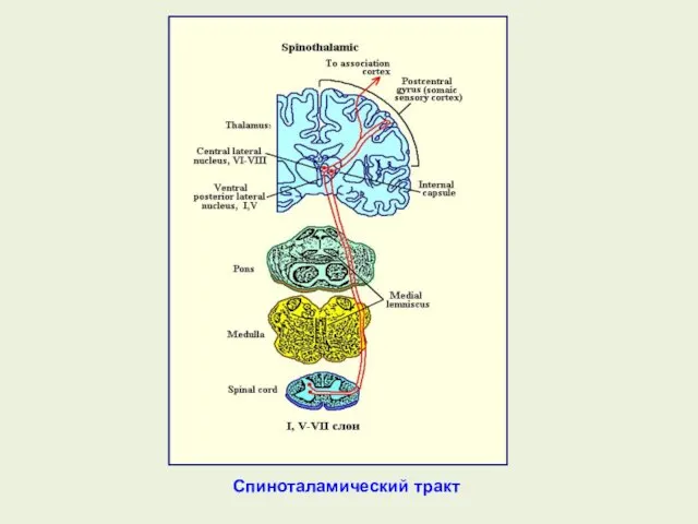 Спиноталамический тракт