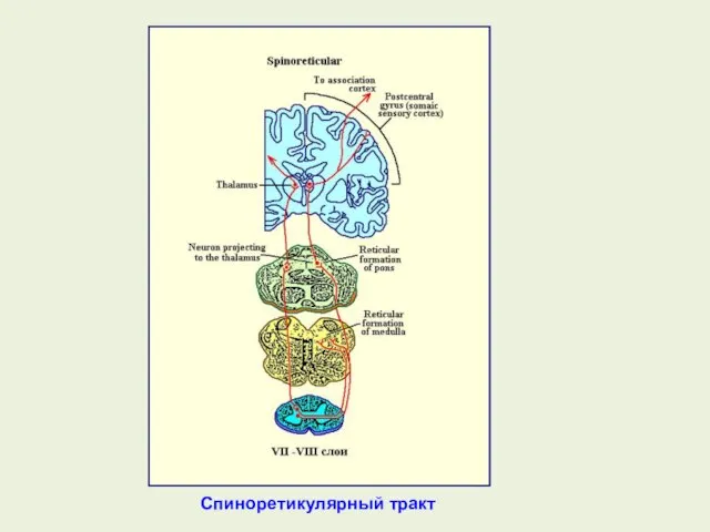 Спиноретикулярный тракт