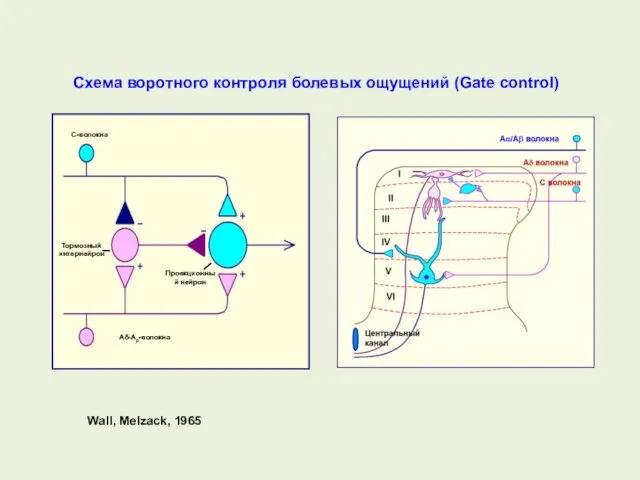 Схема воротного контроля болевых ощущений (Gate control) Wall, Melzack, 1965