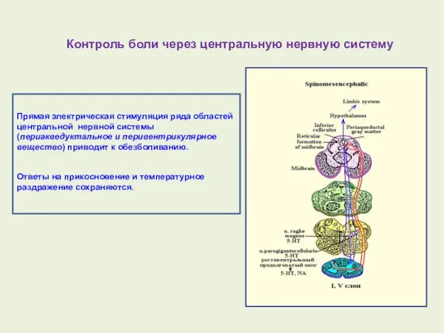 Контроль боли через центральную нервную систему Прямая электрическая стимуляция ряда областей центральной нервной