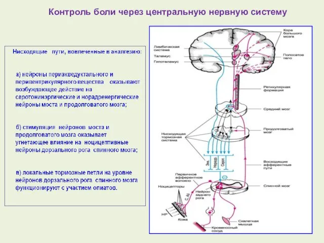 Контроль боли через центральную нервную систему