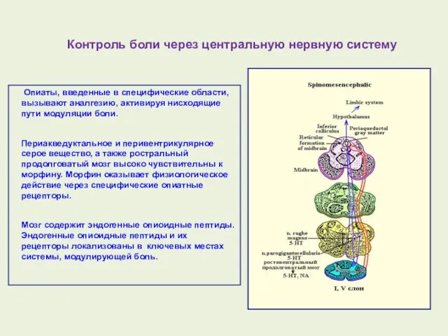 Опиаты, введенные в специфические области, вызывают аналгезию, активируя нисходящие пути модуляции боли. Периакведуктальное