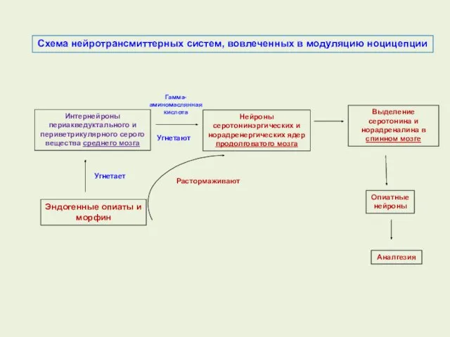 Интернейроны периакведуктального и периветрикулярного серого вещества среднего мозга Гамма-аминомаслянная кислота Нейроны серотонинэргических и